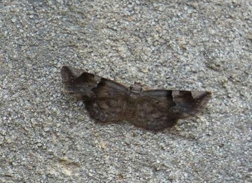 Sarangesa laelius